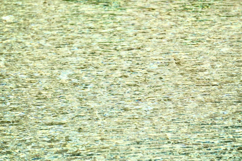 three small birds sitting on the edge of the water