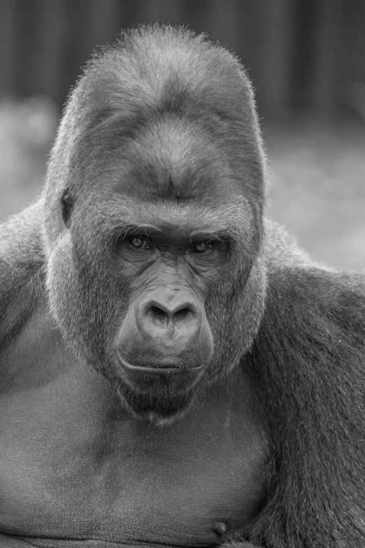 black and white image of a gorilla's head