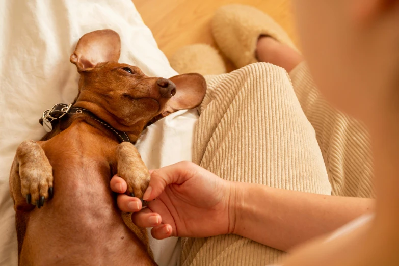 a dog that is laying down on its owner