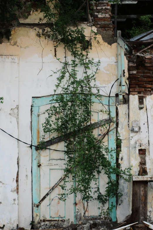 a tree growing in front of a run down building