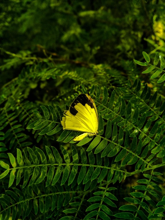 a yellow erfly sitting on top of a lush green leaf