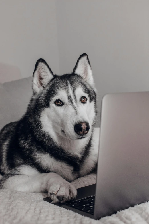 husky dog laying on a blanket looking at the camera