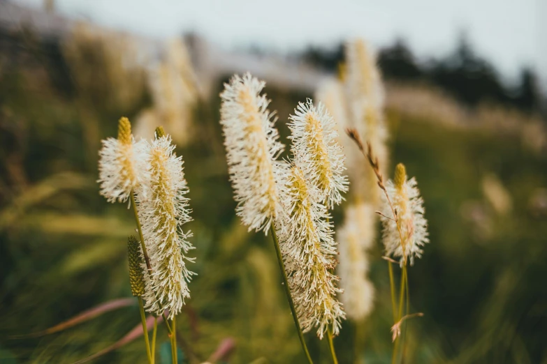 many small white plants in a grassy area