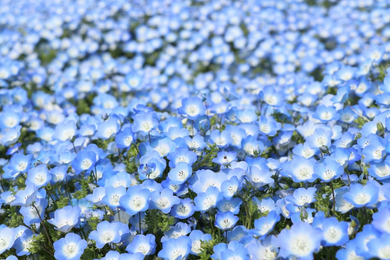 a field with lots of blue flowers and greenery