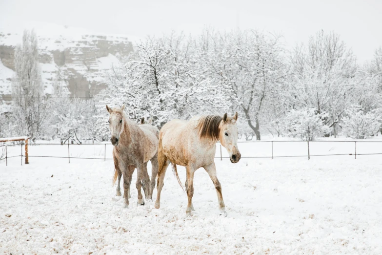 two horses walking through an open snowy field