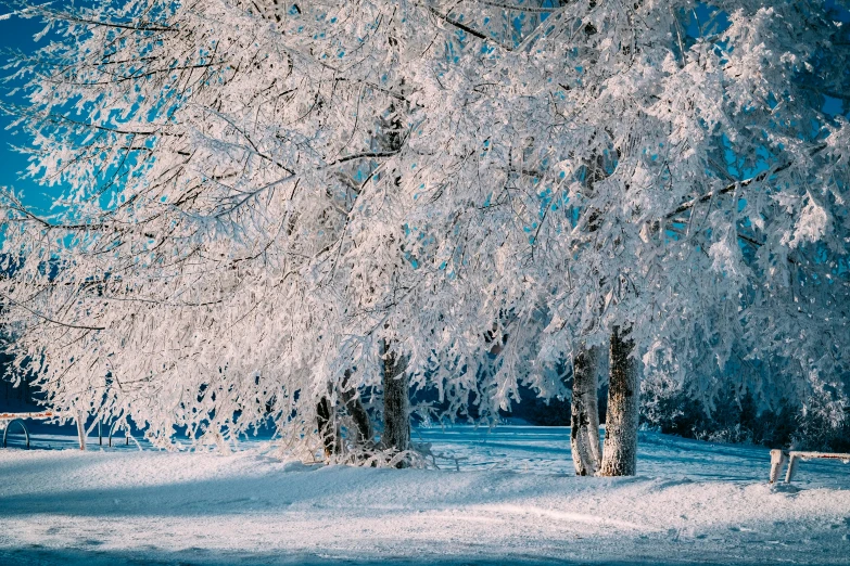 a horse is grazing in a snow covered field