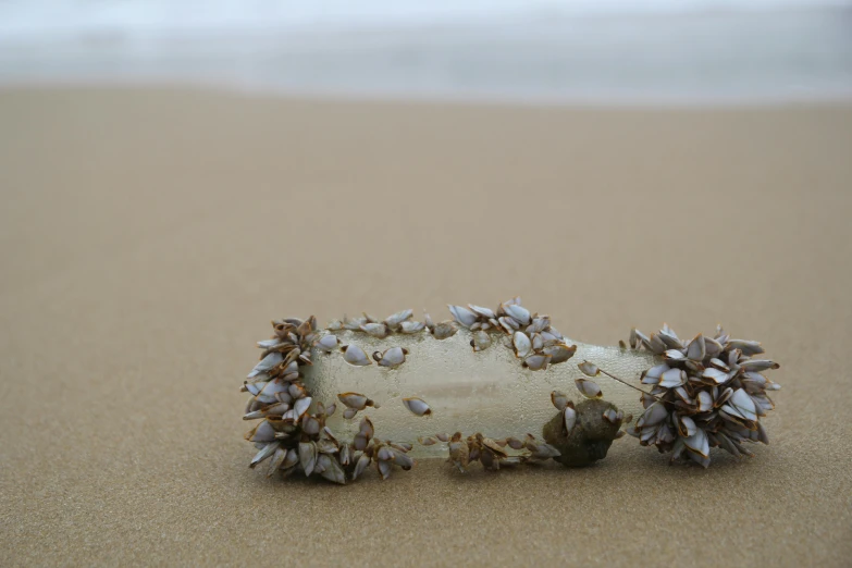 a small object with shells embedded in it lying on the sand