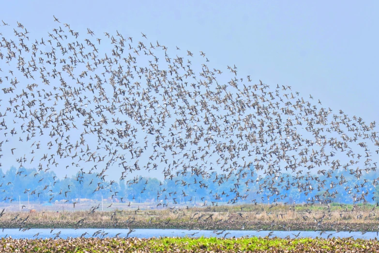 many birds in the air above a body of water