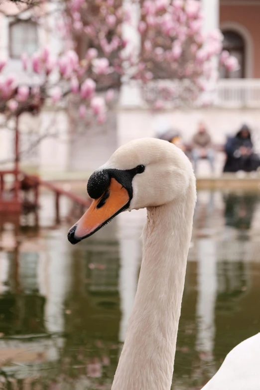 the swan is wearing a hat with its ears raised
