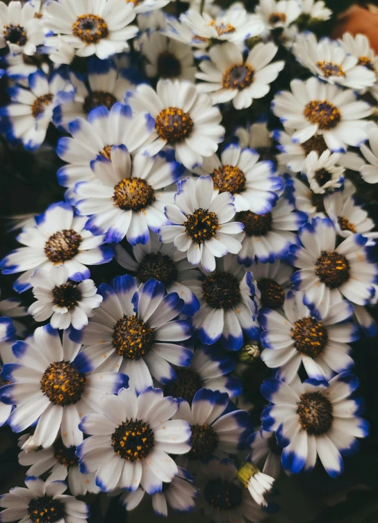 a close up of a bunch of white and blue flowers