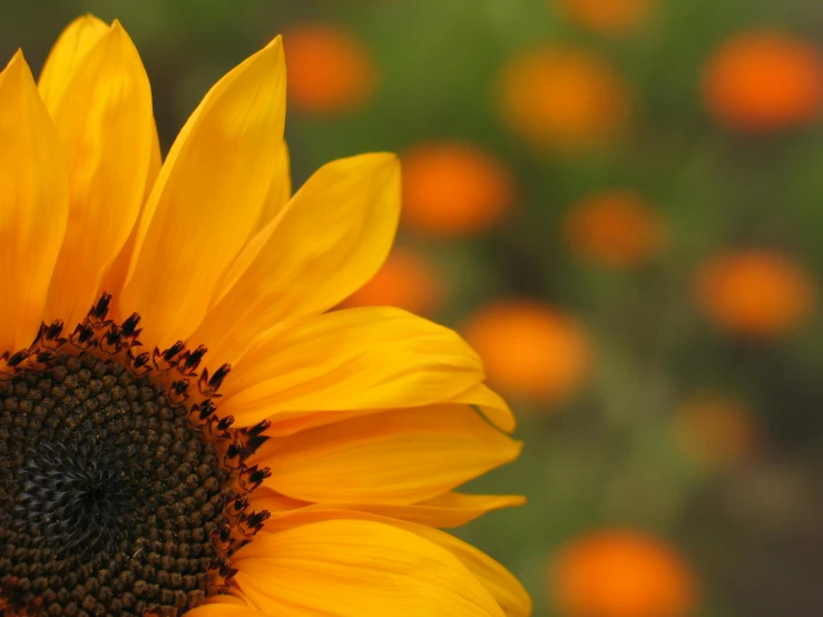 a close up of a flower that is very large