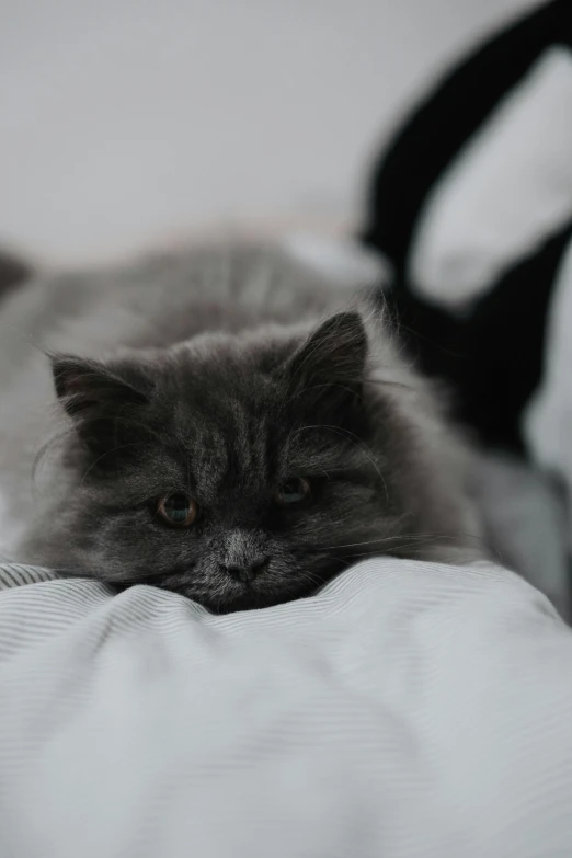 a cat sitting on a bed, looking at soing