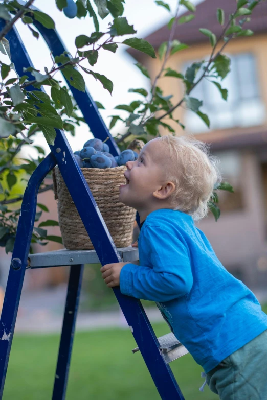 a boy picking gs from a tree with a basket