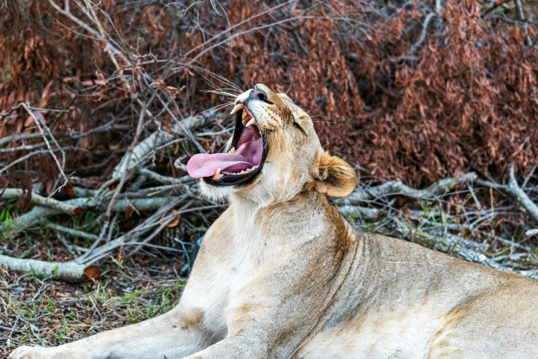 a big lion laying on its side with a tongue out