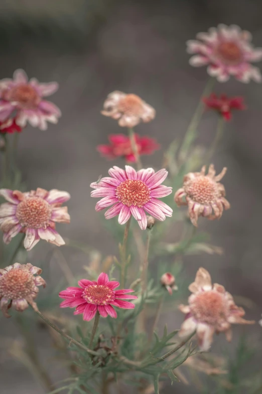 a group of pink flowers sitting on top of a wooden table