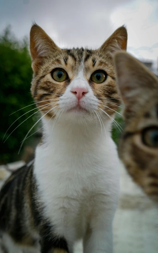 a close up of two cats near one another