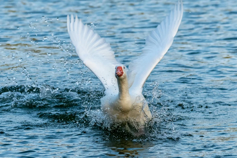 a white bird with a red beak splashes water in the air