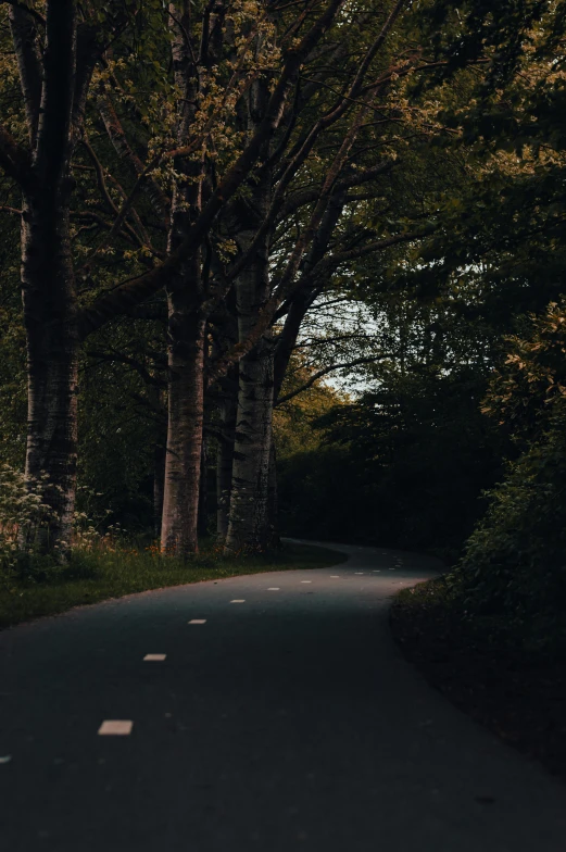 a road between the trees and the grass