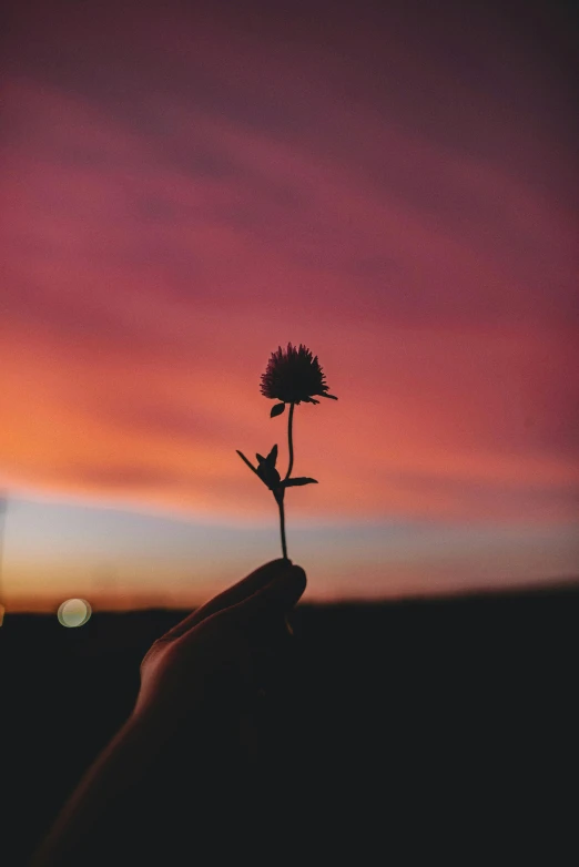 a hand holding a lone flower at sunset