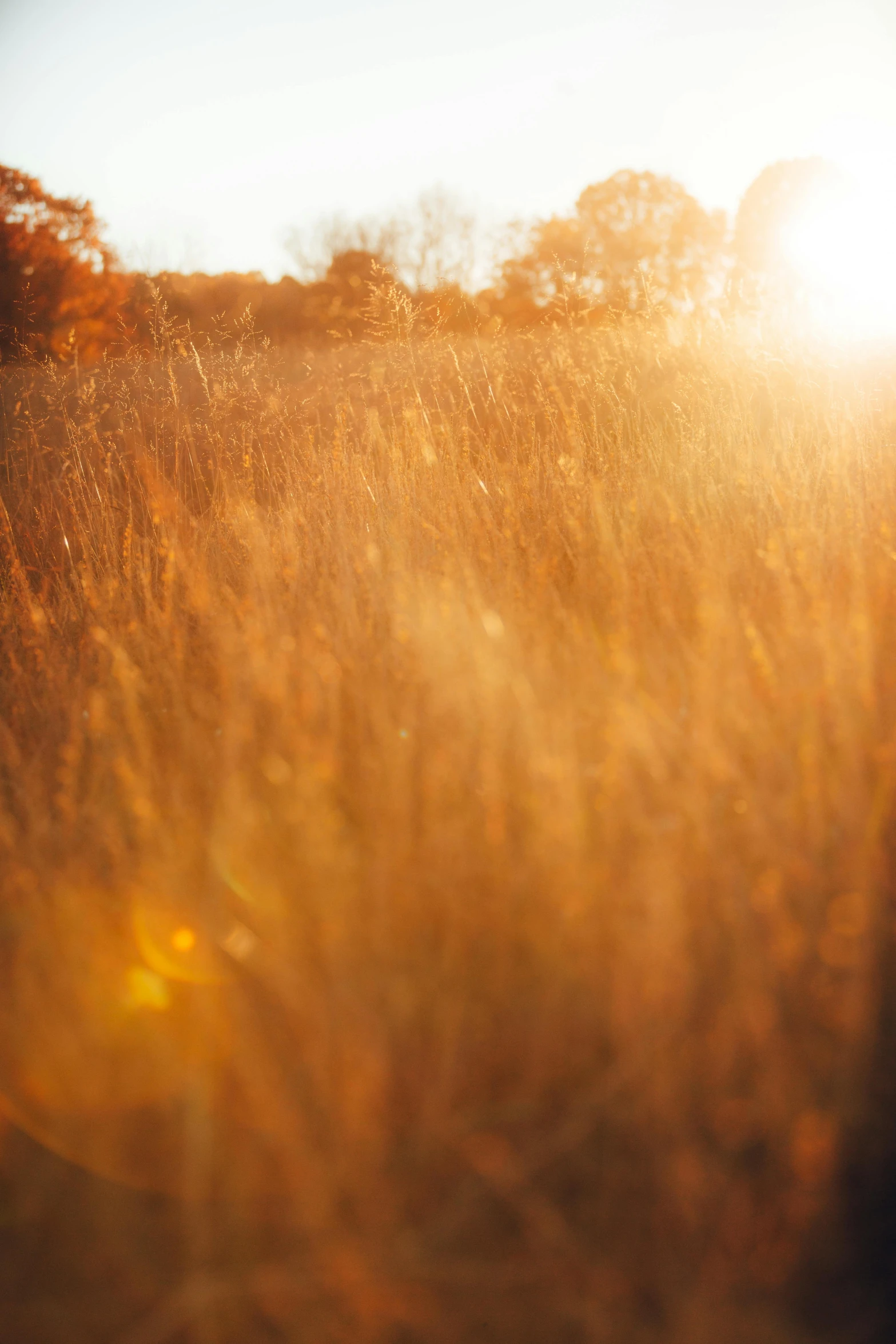 the sun is shining through a field full of grass