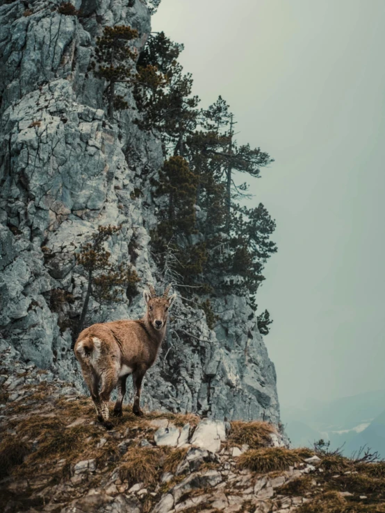 an animal that is standing on a hill