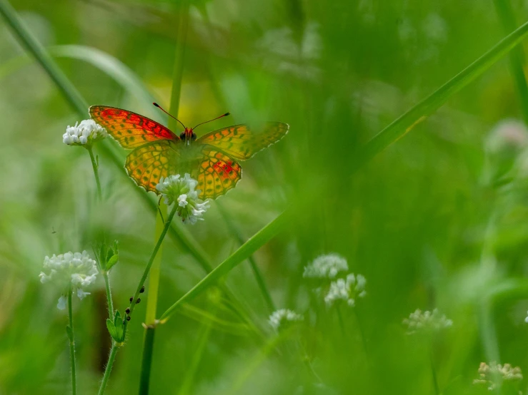 a colorful erfly with a yellow and red wings on a flower