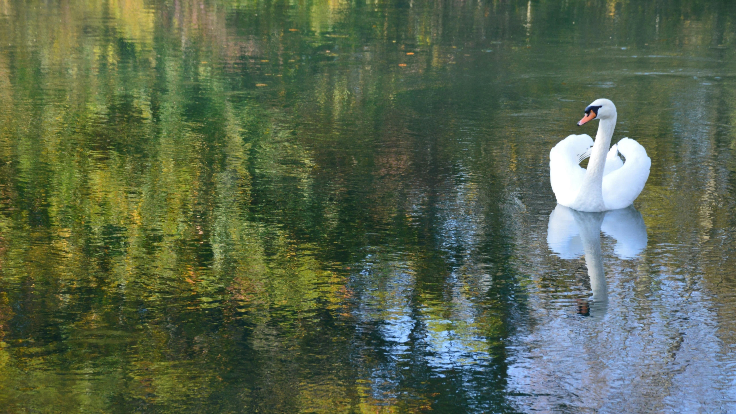 two swans in the middle of the water,