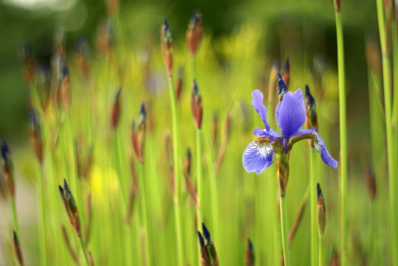 a blue flower with long stems in the grass