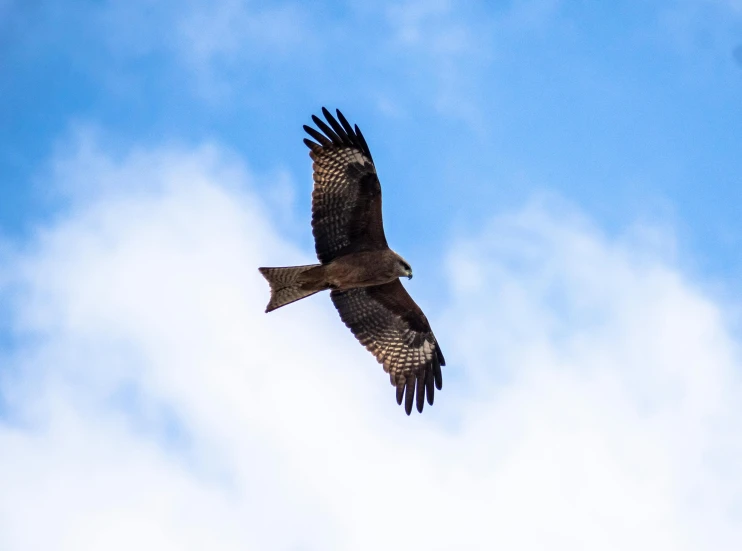 the bird is flying through the blue cloudy sky