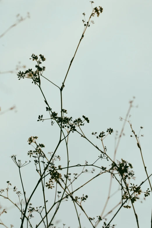 view through the thin thin brush with cloudy sky in the background