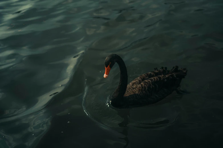 a black swan floating in the lake on a dark night