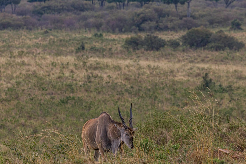 a large animal standing on top of a lush green field