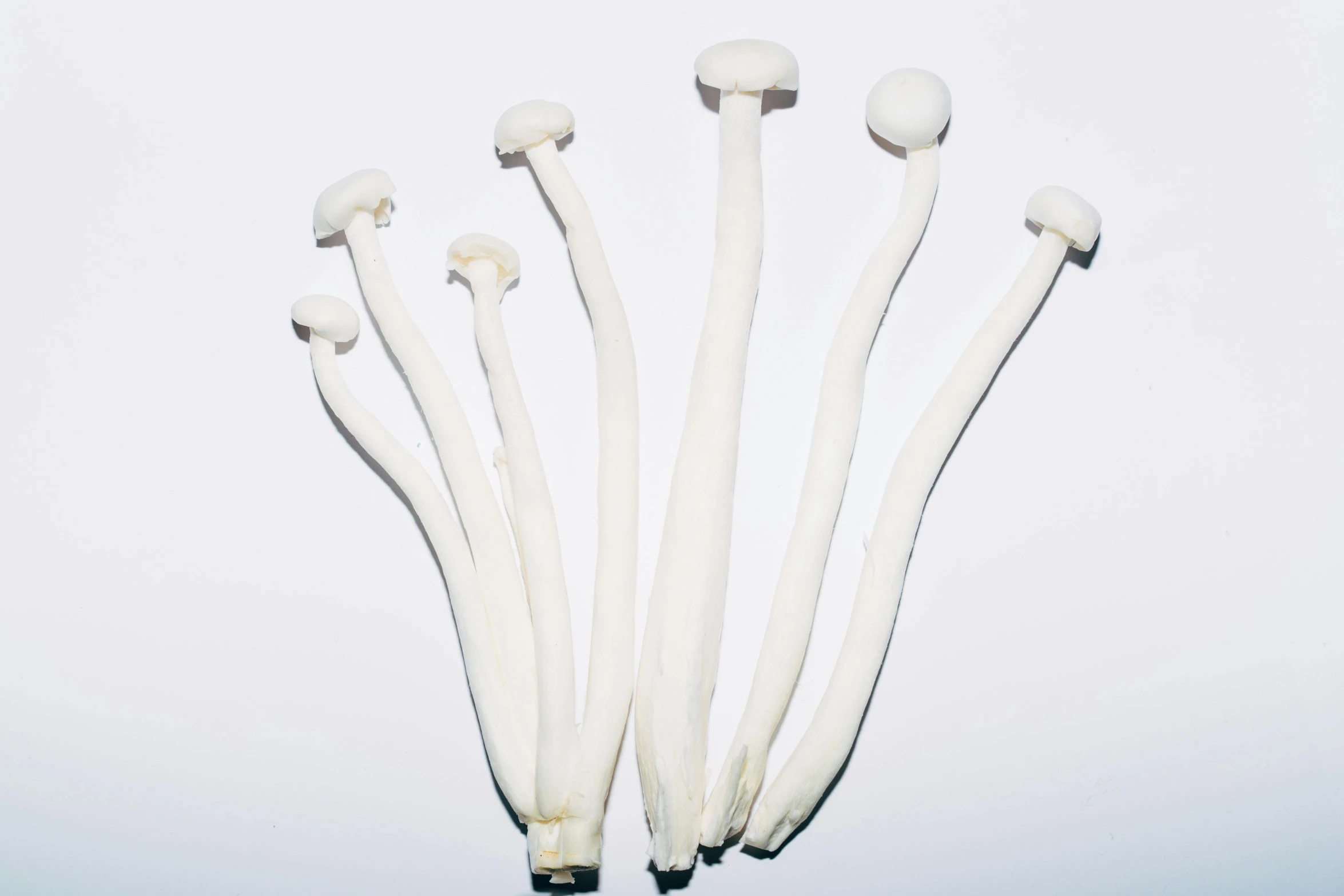 six white mushrooms are lined up in a circle