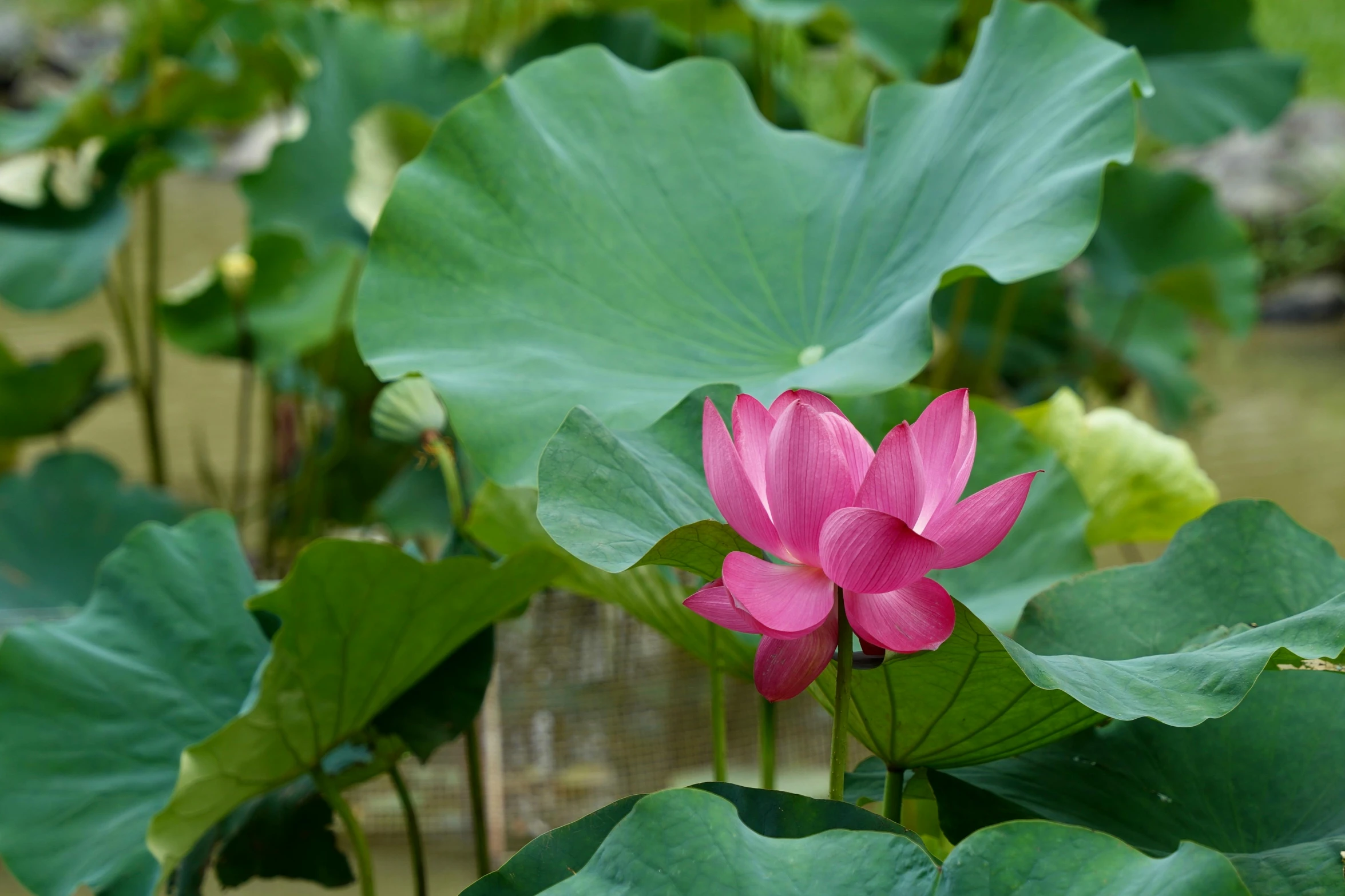 a pink flower is blooming in a pond surrounded by green leaves