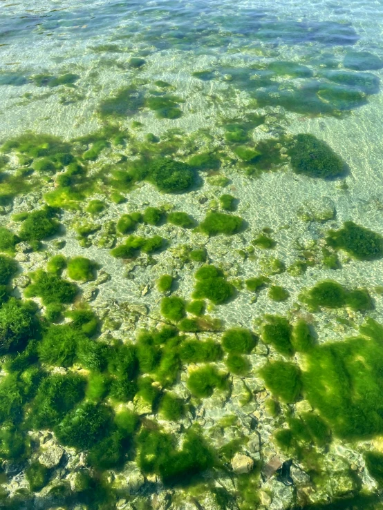 a green algae covered beach sitting next to the ocean