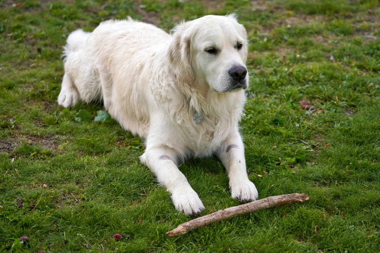 white dog laying on a patch of grass next to a stick