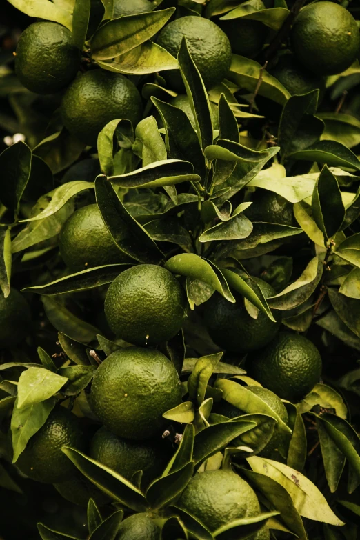 a bush is filled with green fruit and leaves