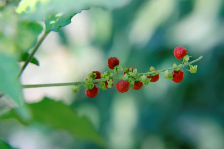 a close up picture of berries growing on the tree