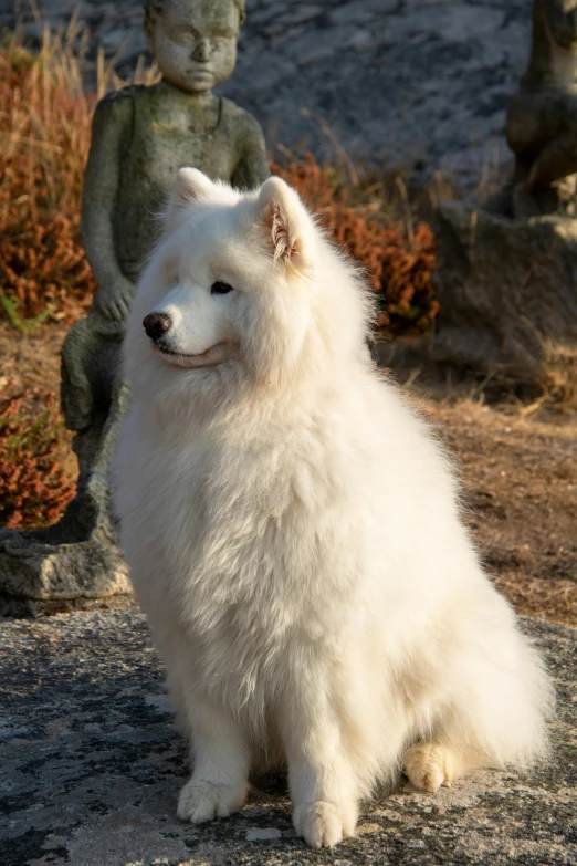 a white dog sitting on top of rocks next to a statue