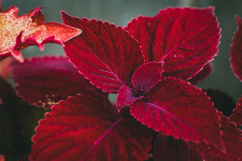 a bunch of red and green leaves are close up