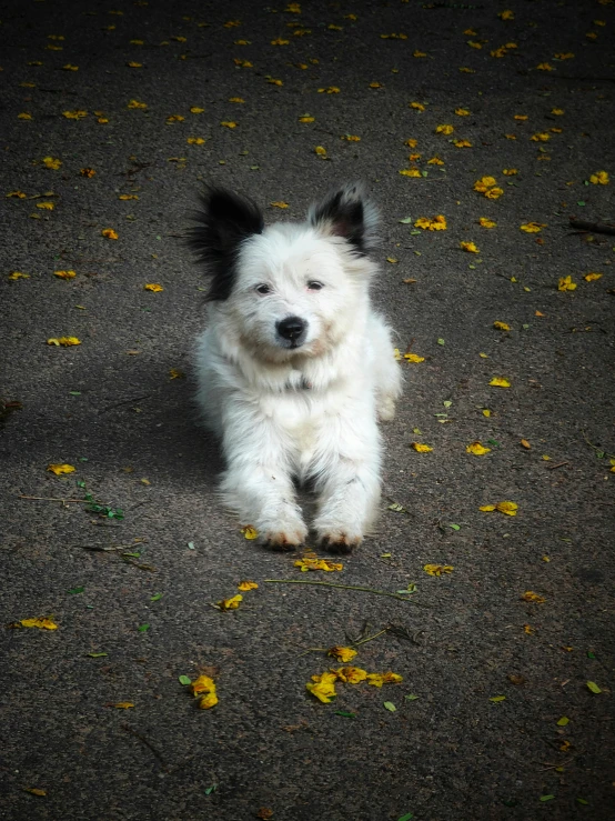 a white and black dog laying on the ground