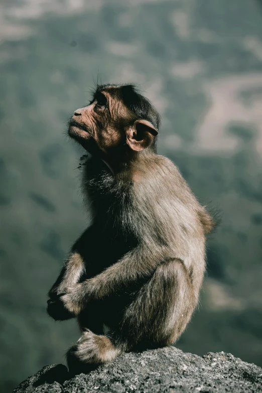 monkey sitting on rock with mountain behind