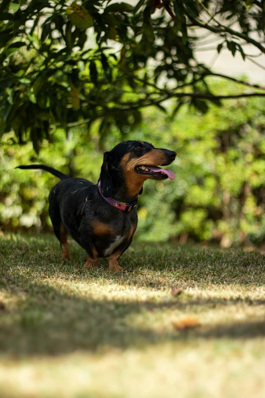 the black and brown dog is walking in the grass