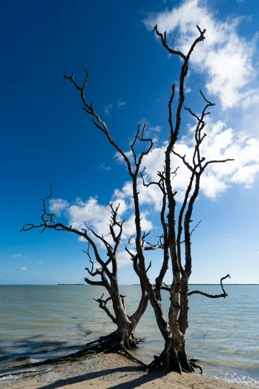 two dead tree trunks are on a beach