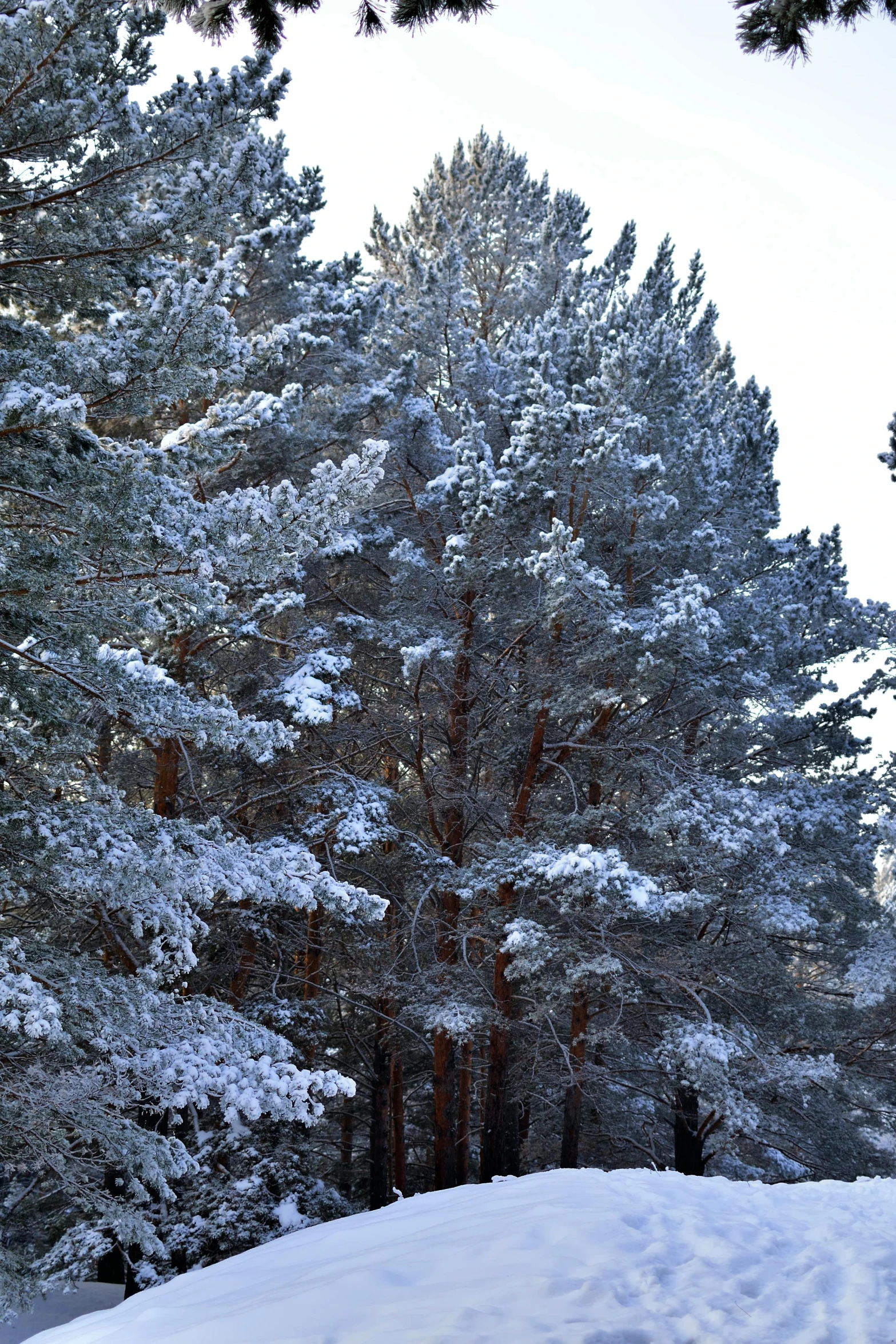 trees on a hill are covered in snow