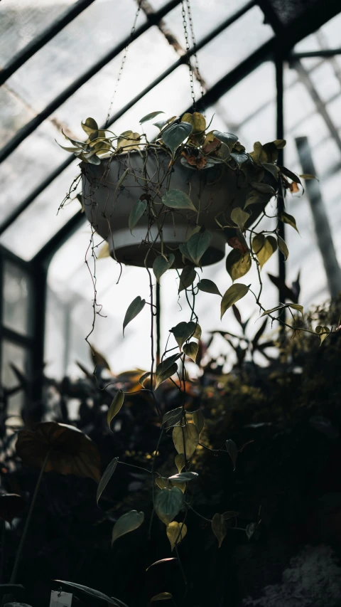 plants growing in the ceiling inside a large glass house