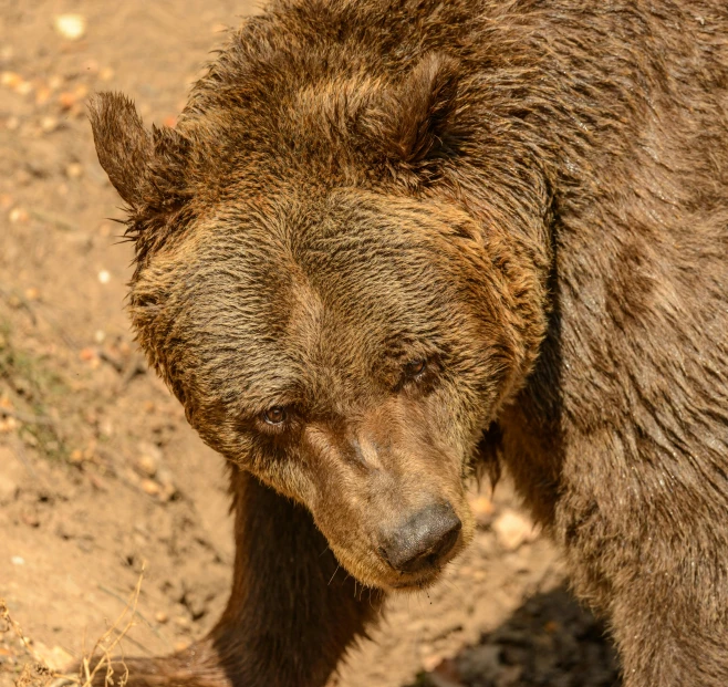 a very cute bear standing on a dirty field