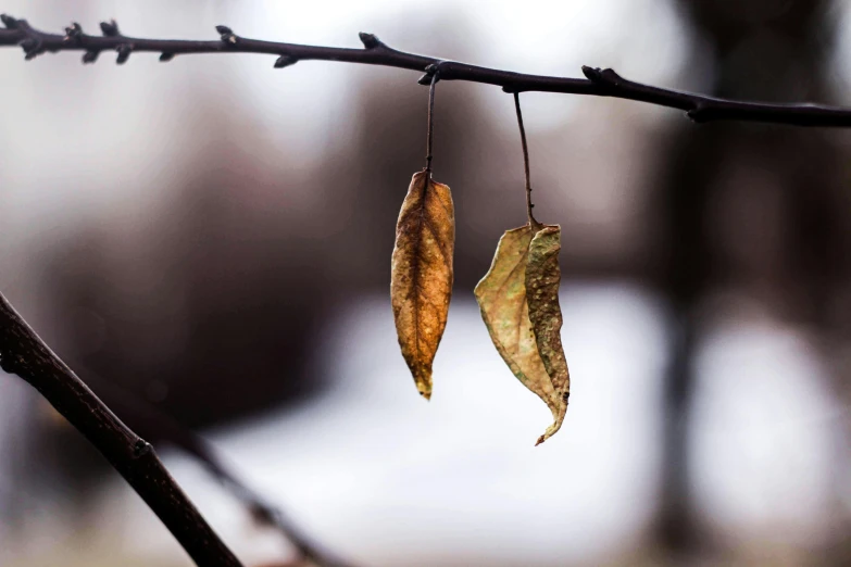 a couple of small leaves hanging from a nch