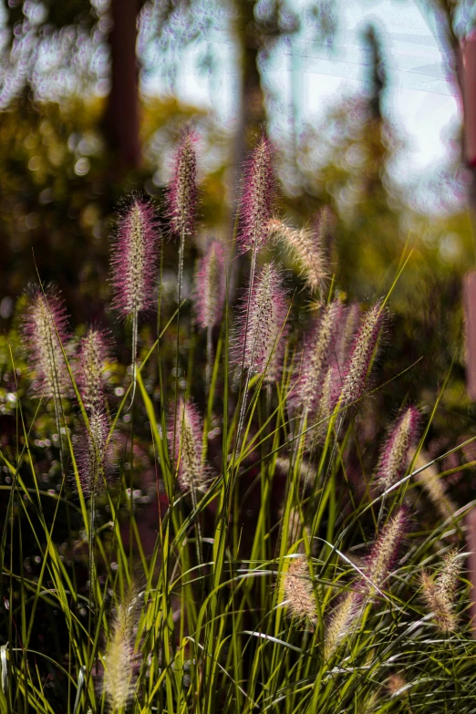 purple flowers in the middle of a patch of grass