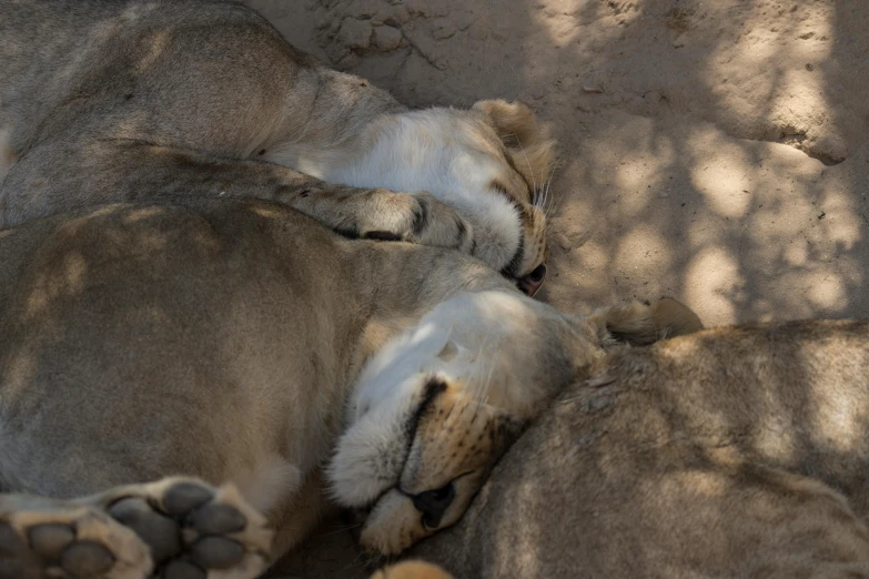 two lions curled up sleeping in a zoo enclosure